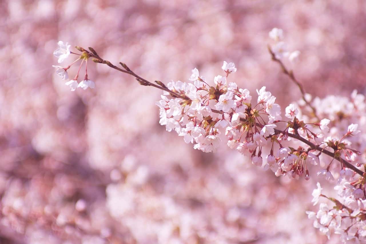 sakura